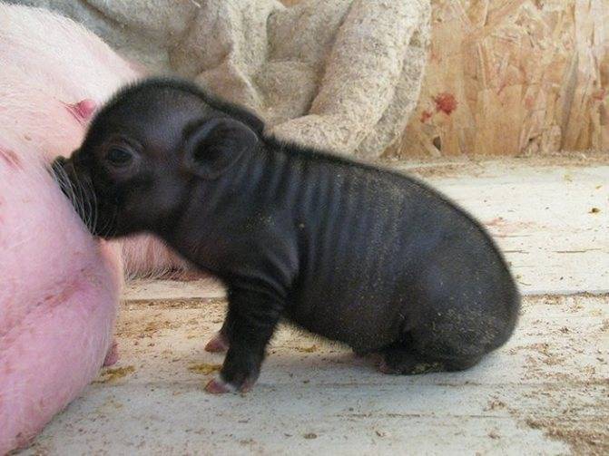 Мини-пиг — декоративная свинья в вашем доме