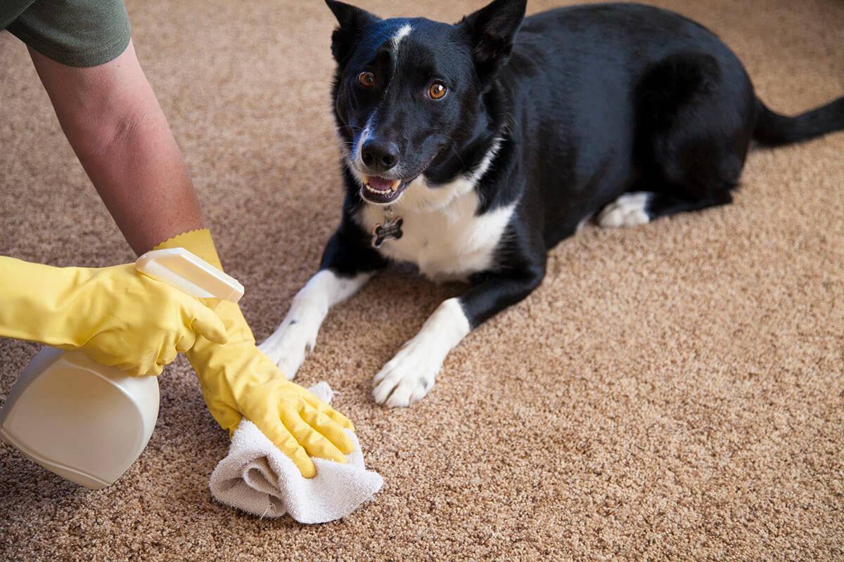 Как избавиться от запаха собаки в доме- лучшие домашние рецепты