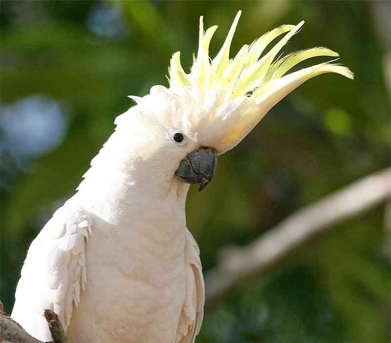 Попугай какаду - виды, содержание в домашних условиях