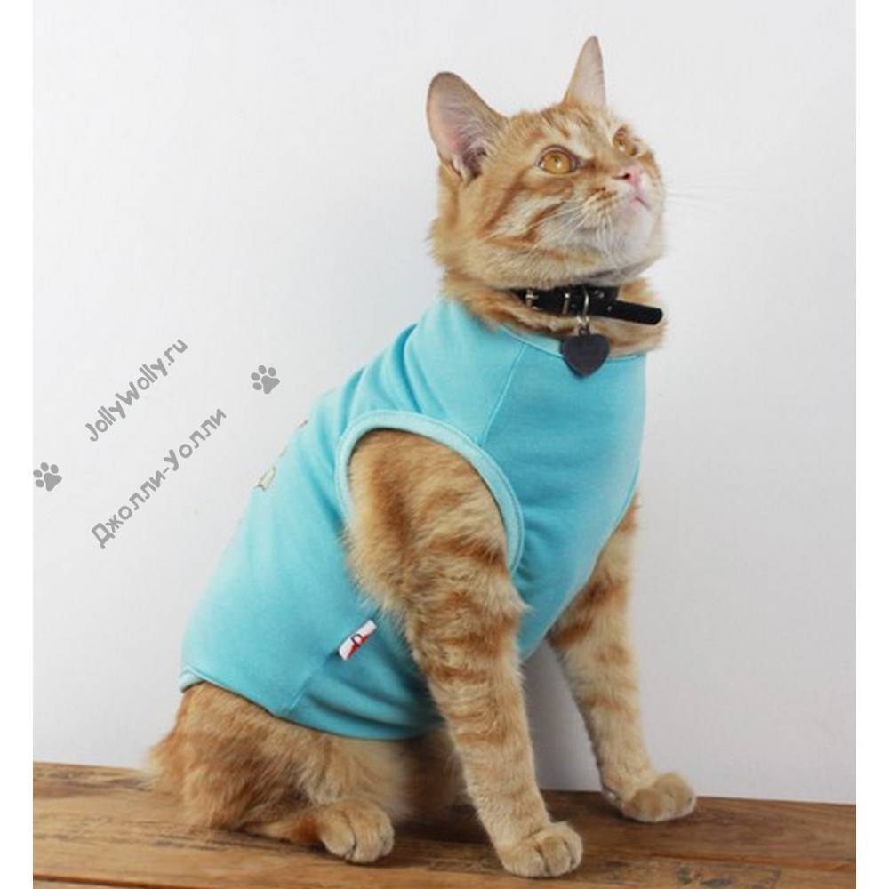 ᐉ как выбрать одежду для кошек? - ➡ motildazoo.ru