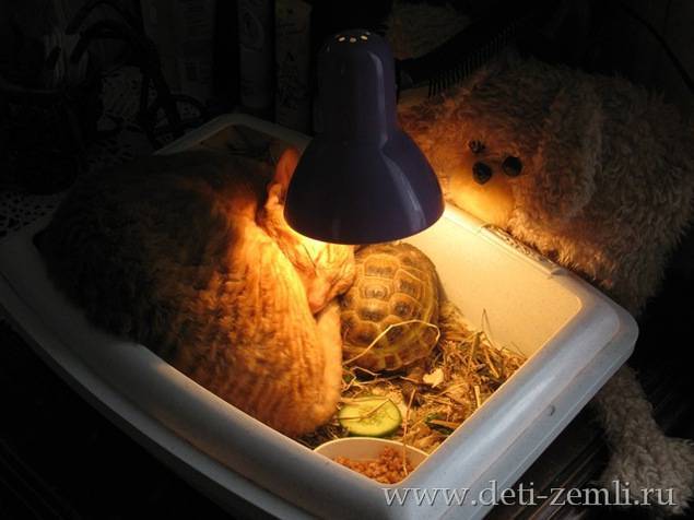 Какая лампа нужна для черепахи: ультрафиолетовая, накаливания или инфракрасная