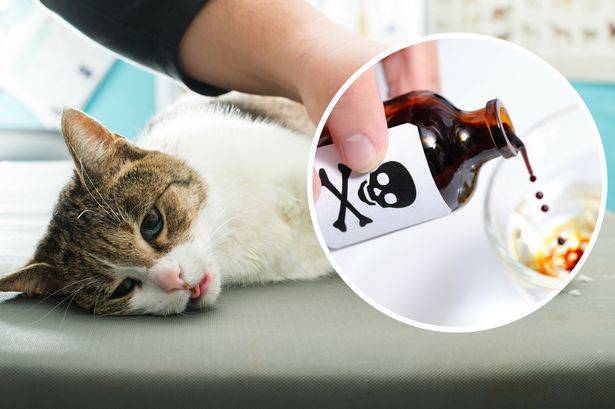 Кот отравился - чем лечить в домашних условиях
кот отравился - чем лечить в домашних условиях