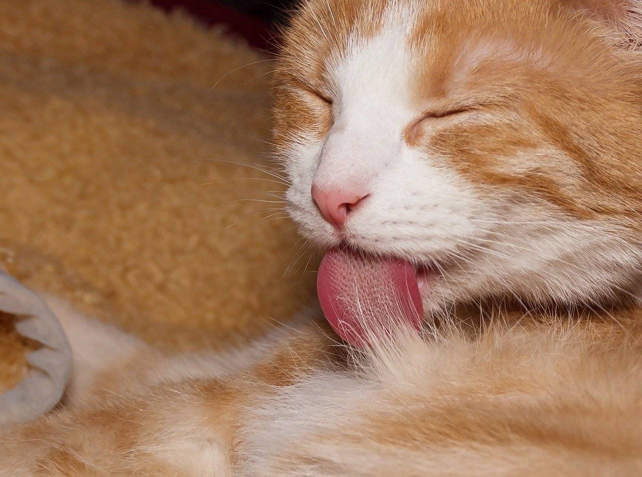 Язык кошки. почему у кошек шершавый язык строение языка и особенности питания кошек