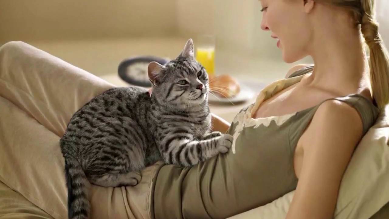 Почему кошки топчут нас лапками: несколько причин милой привычки
