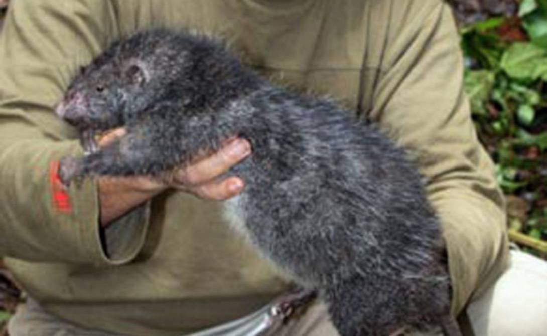 Самые крупные крысы на планете: породы, поведение и уникальные факты о грызунах