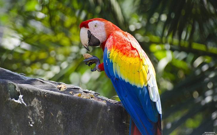 Самые красивые попугаи в мире: топ-10 видов (волнистые, ара, жако и т.д.) с фото и описаниями