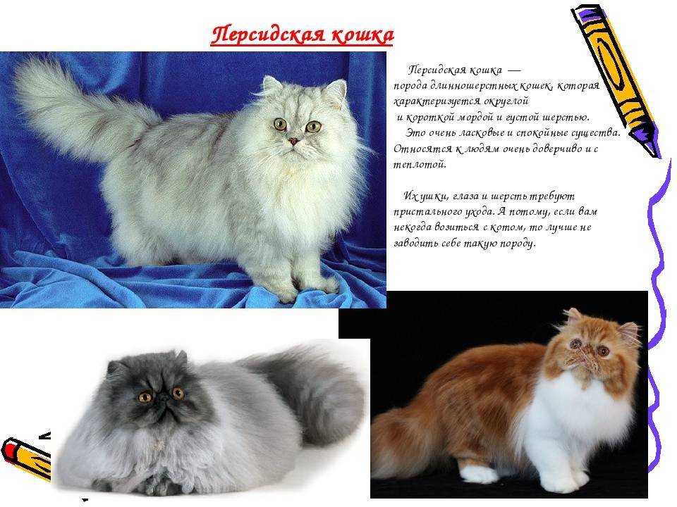 Персидская кошка: фото, описание, характер, содержание