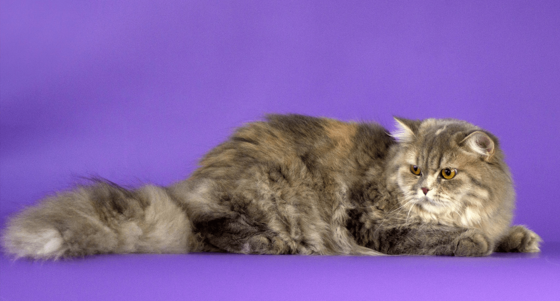Британские коты: характеристика породы, характер и поведение