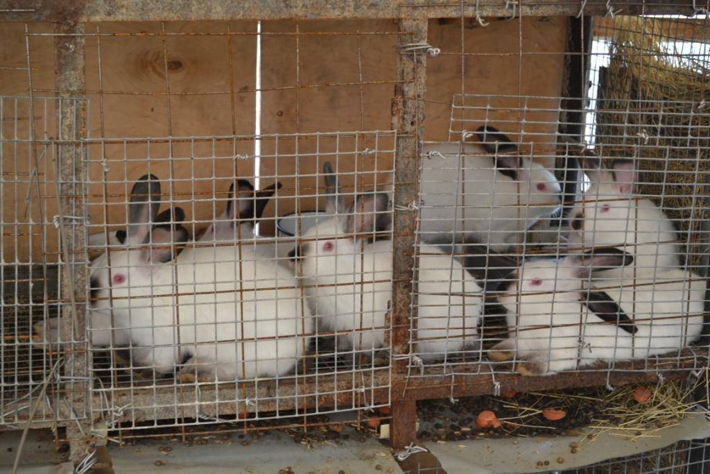 Кролики калифорнийской породы: описание, разведение, выращивание и кормление