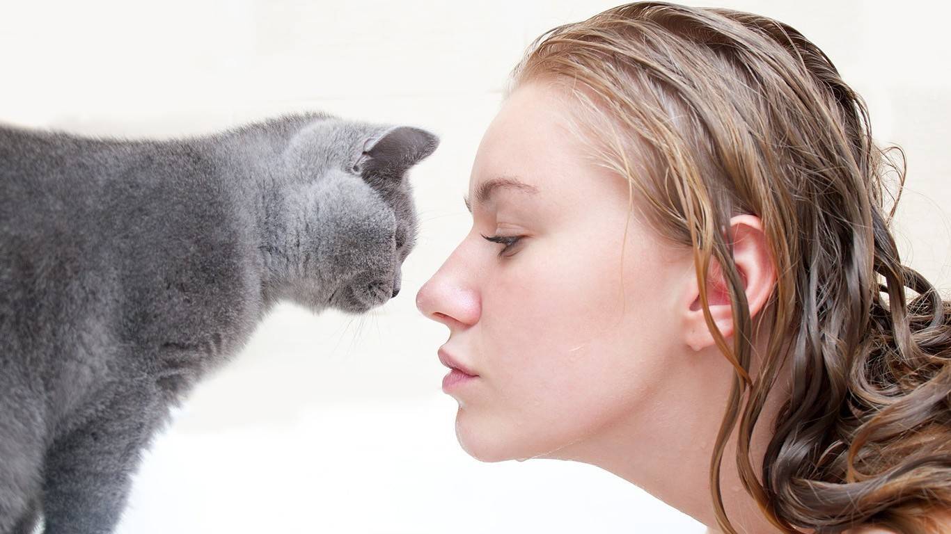 Почему кошка лижет руки человеку: опасные и неопасные причины, воспитание или лечение животного