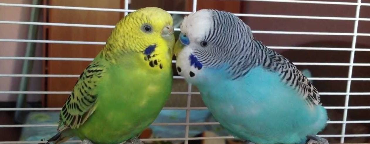 Как понять волнистого попугая: язык тела и значение звуков