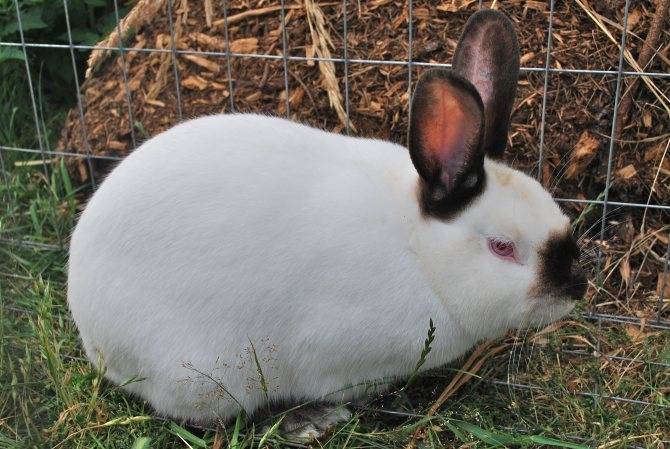 Разведение породы калифорнийских кроликов в домашних условиях