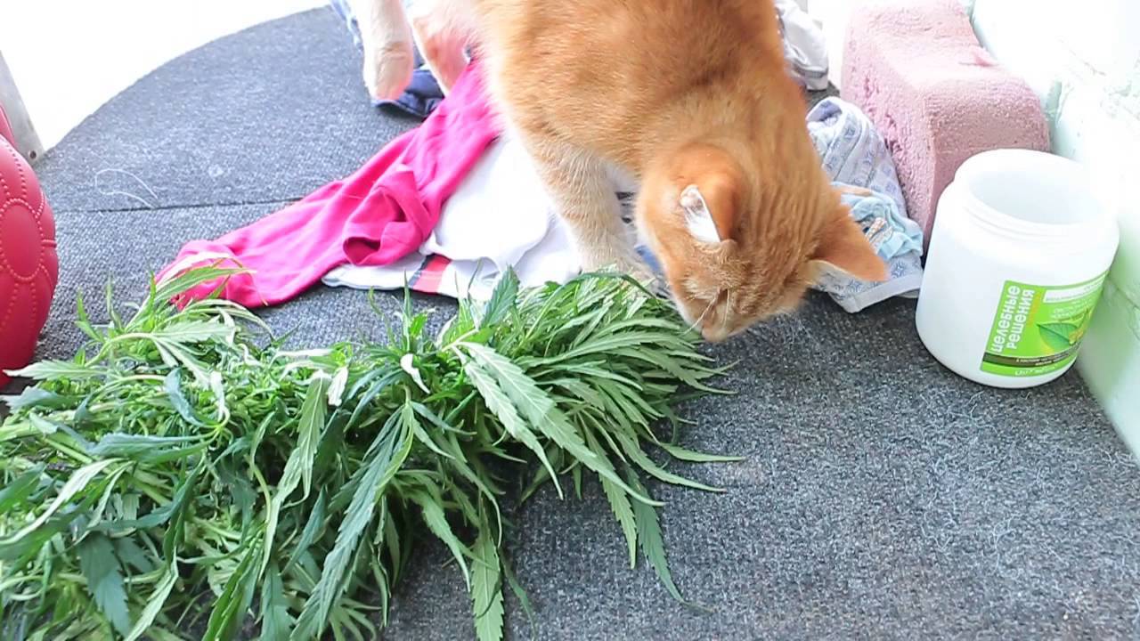 Почему кошки и собаки едят траву