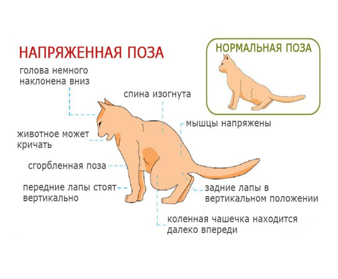 Лечение зуда у кошки