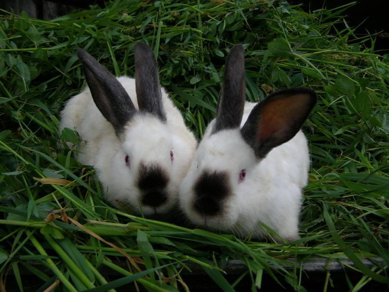Кролики калифорнийской породы: стандарты, содержание и уход