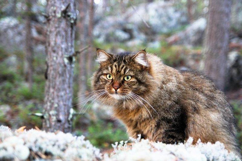 Дальневосточный лесной кот – фото и описание, чем питается, где обитает, размножение