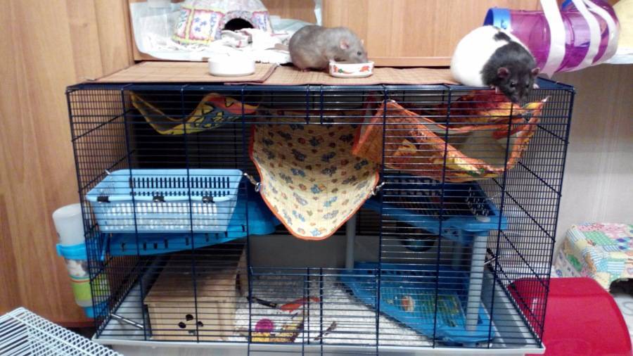 Выбор и обустройство клетки для домашней крысы - люблю хомяков