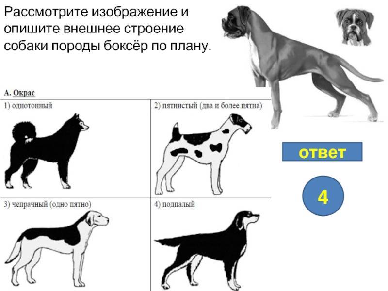 Как определить породу щенка по внешнему виду. Характеристика внешнего строения собаки. Форма тела собаки. Рассмотрите внешнее строение собаки. Рассмотрите фотографию собаки.