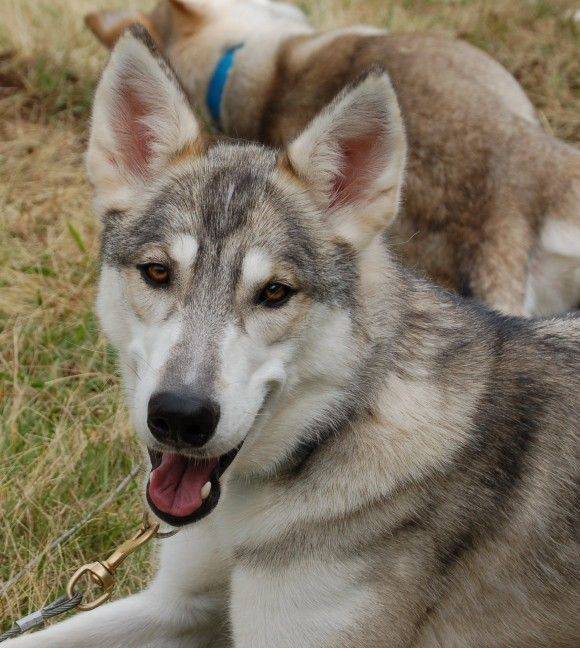 Тамасканская собака (тамаскан): описание породы, фото собаки