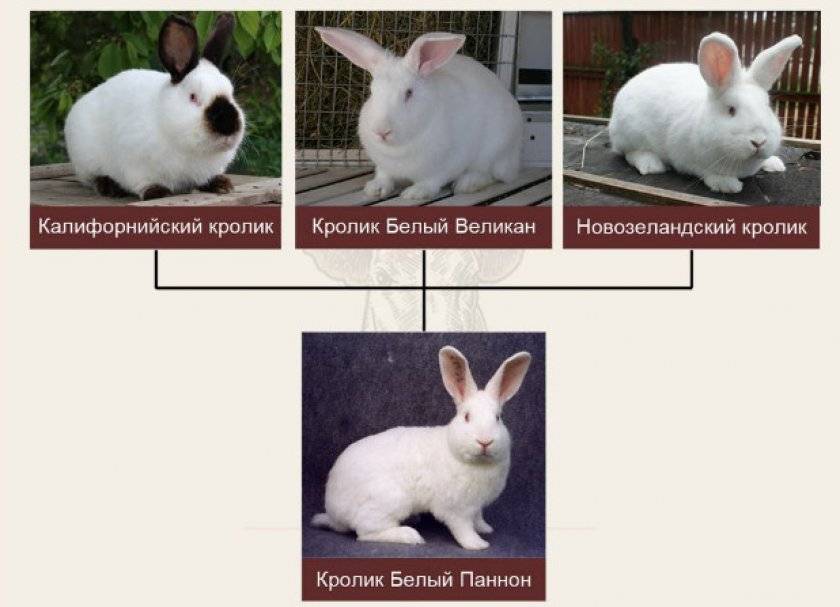 Кролики мясных пород: описание, фото, характеристики
