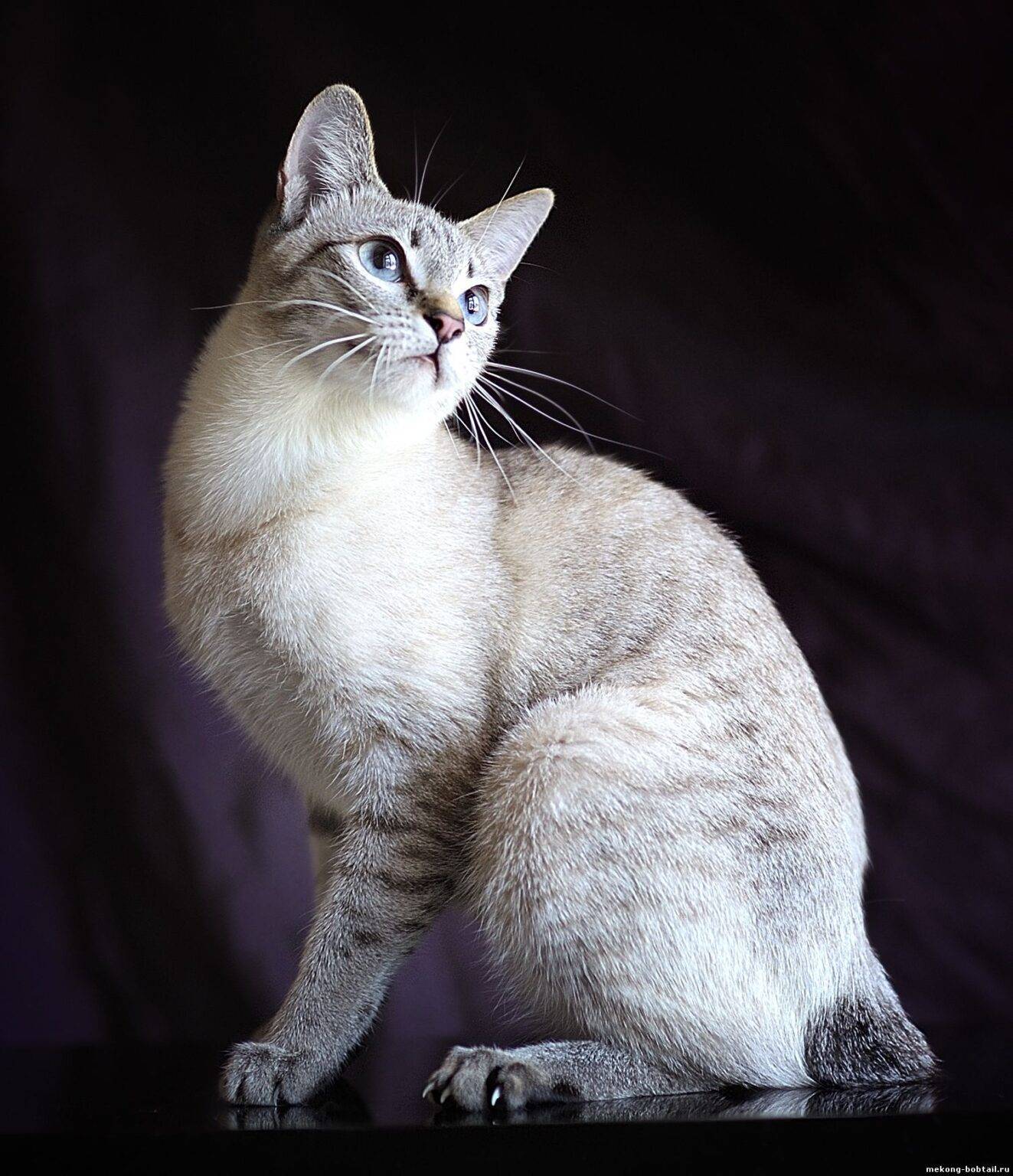 ᐉ азиатская табби - описание пород котов - ➡ motildazoo.ru