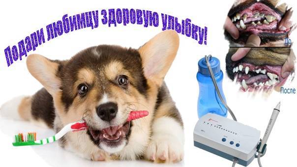 Как чистить зубы собаке: в домашних условиях и ультразвуком