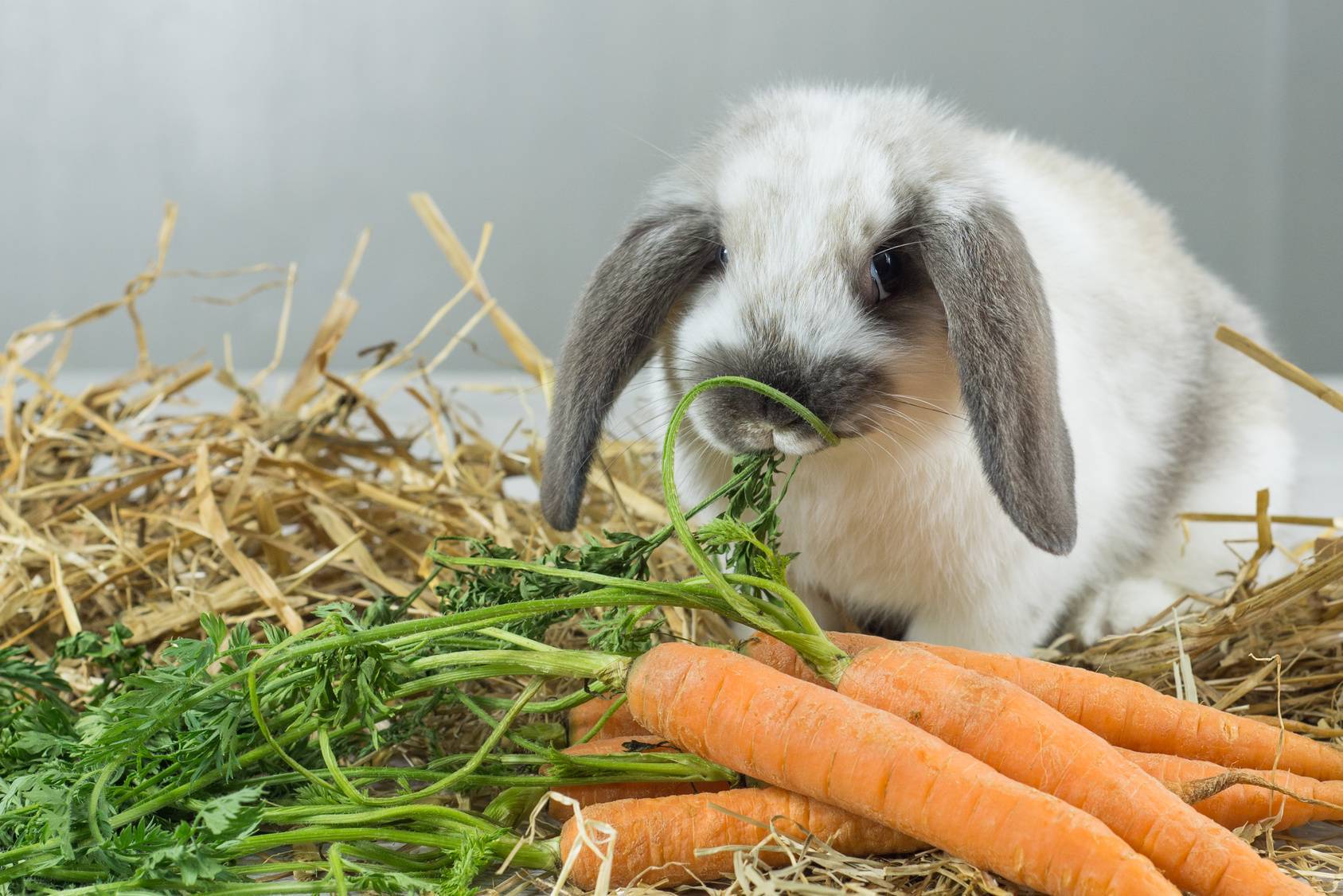 Можно давать кроликам капусту. Еда для кроликов. Кормление кроликов. Питание домашних кроликов. Еда для кроликов домашних.