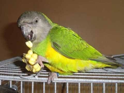 Александрийский попугай: описание, цена, уход и содержание, кормление