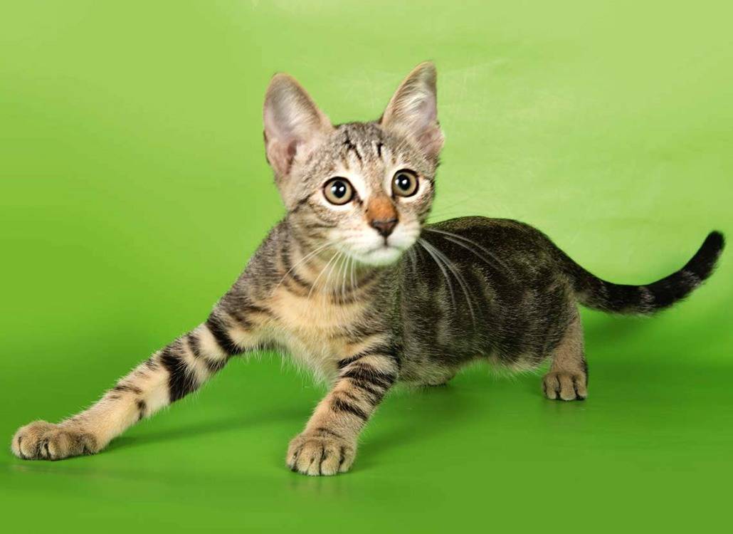 Бразильская короткошерстная кошка - описание породы