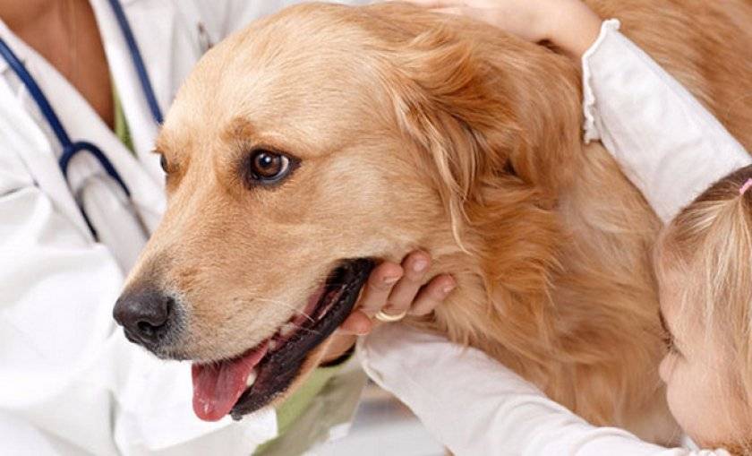 Что такое дирофиляриоз у собак и как его лечить
