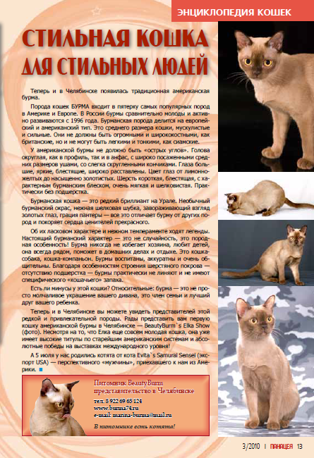 Бурманская кошка: описание породы