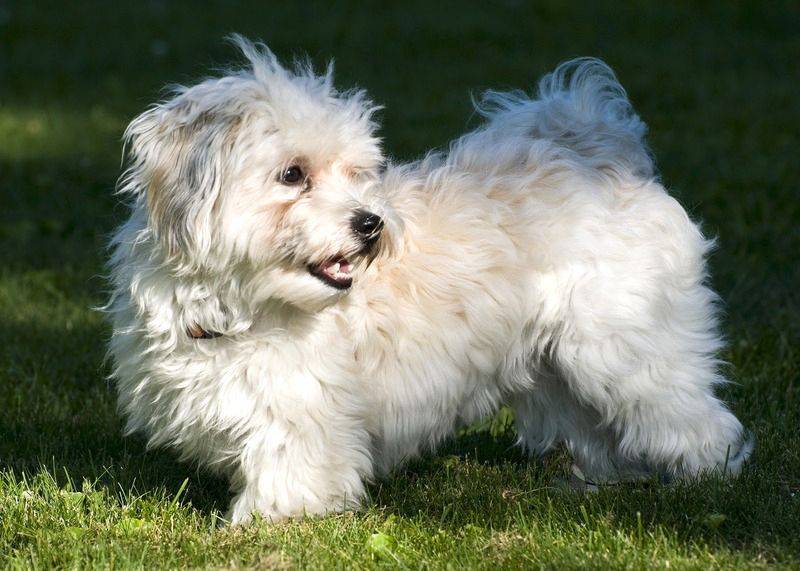 Гаванский бишон – фото, описание породы, цена щенка