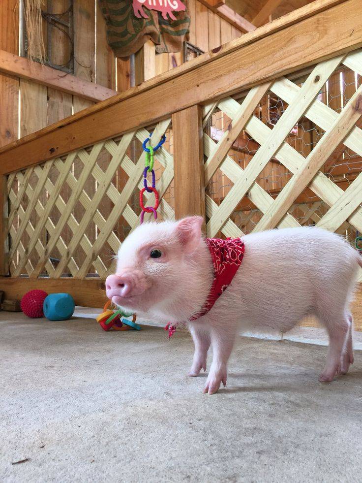 Мини пиги свинья. особенности, уход и цена мини-пиги