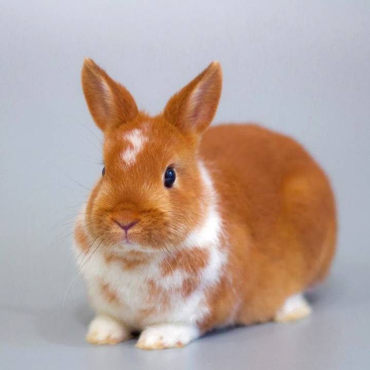 Голландский кариковый кролик: описание породы, особенности и нюансы содержания