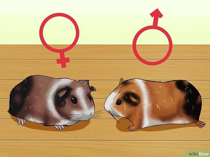 Как определить пол морской свинки в домашних условиях: отличаем девочку от мальчика, самца от самкми, фото и видео