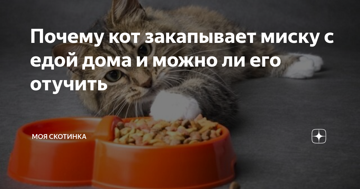 Почему коты закапывают