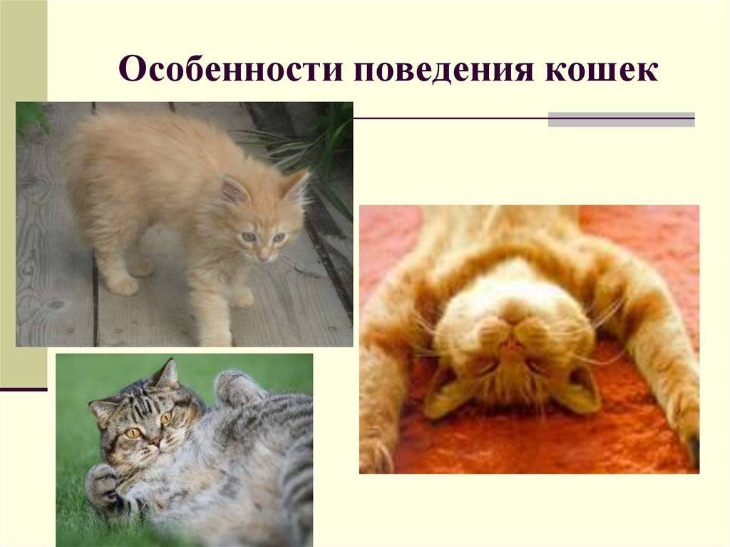 Особенности характера и поведения кошек