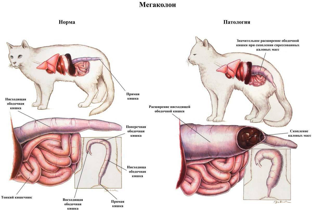 Абсцесс параанальной железы у кошки - симптомы и лечение