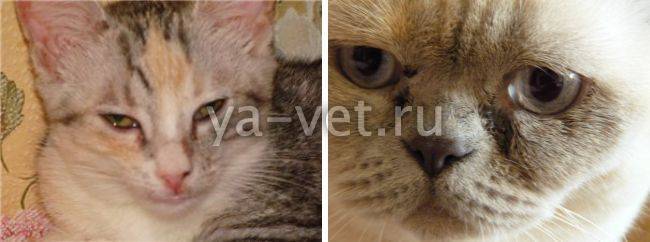 Микоплазмоз у кошек: лечение, опасность для человека
