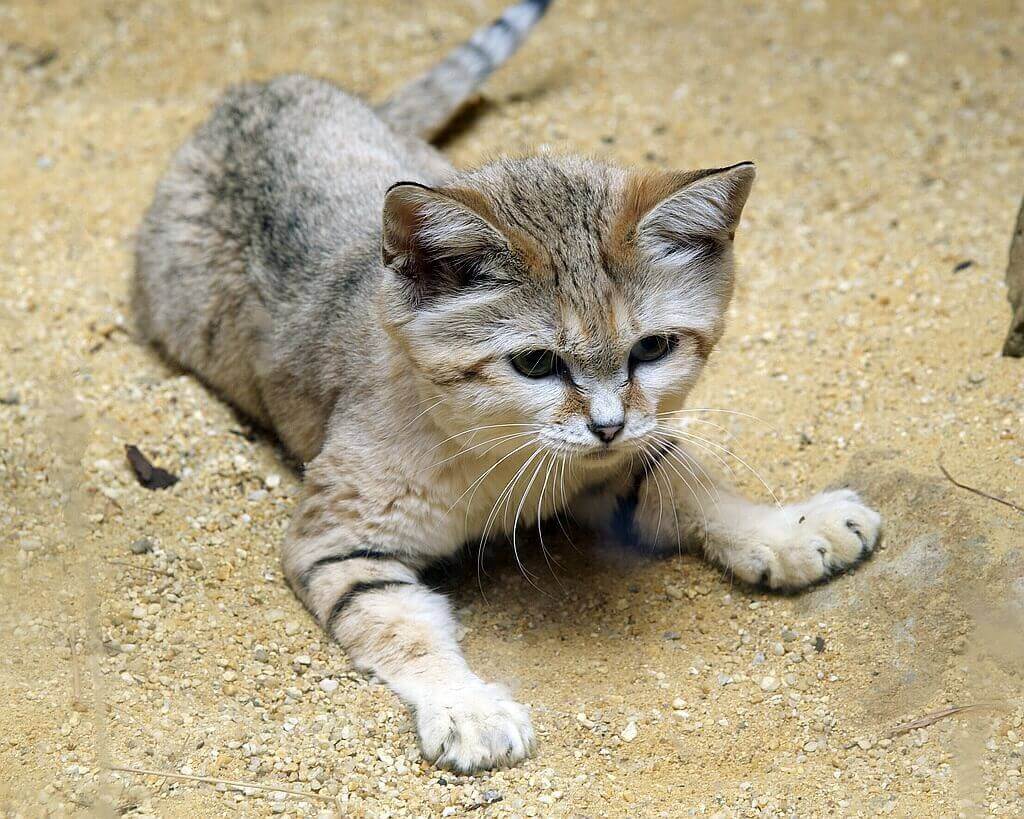 Барханный кот: особенности характера и внешности, фото пустынной кошки