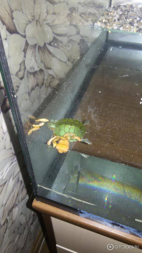 Как часто нужно красноухой черепахе менять воду в аквариуме