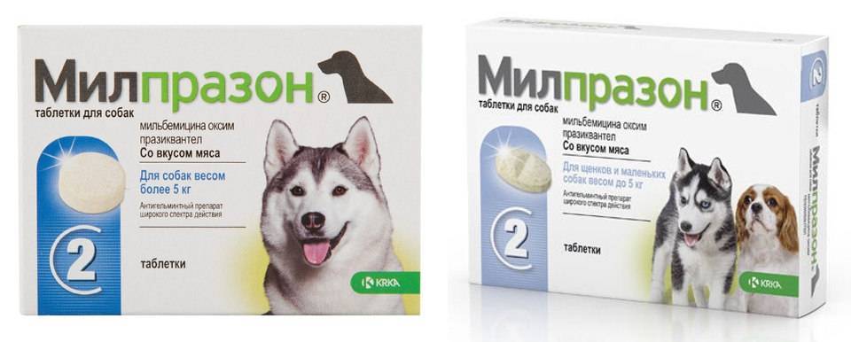 Таблетки от глистов «милпразон»: как давать собаке