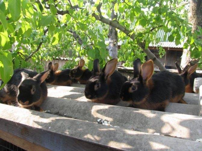 Породы чёрных кроликов: описание и фото лучших представителей