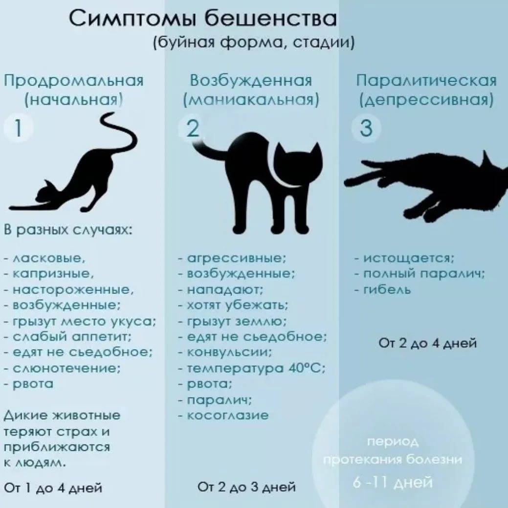 сколько длится оргазм у собаки фото 55