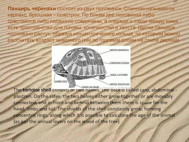 Суповая черепаха, или морская зеленая черепаха | мир животных и растений
