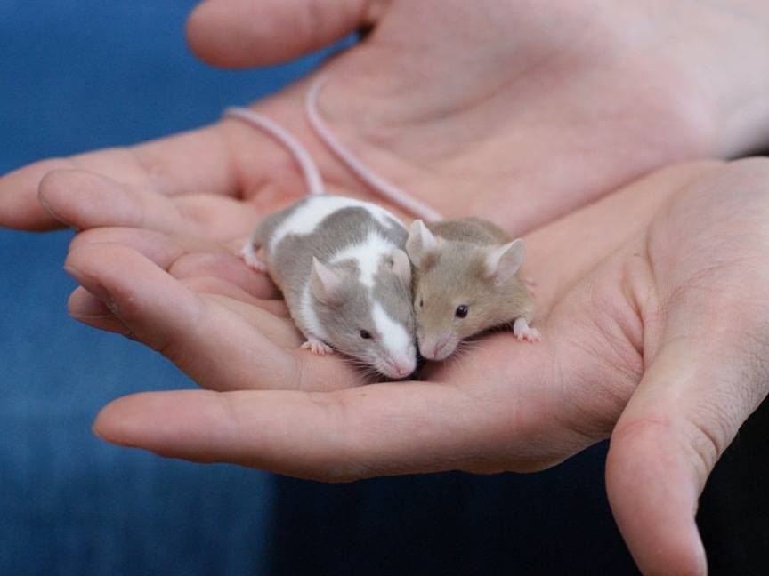 Японские мышки — советы по содержанию и уходу
