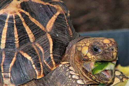Каймановая черепаха, или кусающаяся черепаха | мир животных и растений