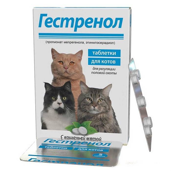 Препараты от загулов для котов: обзор капель и таблеток