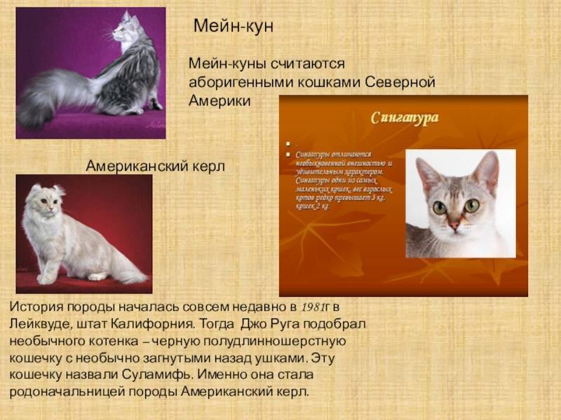Кошка и кот породы американский керл, разновидности: полудлинношёрстная и короткошёрстная