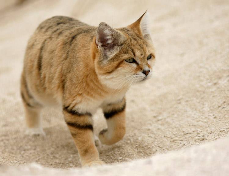 Песчаные кошки: 11 фотографий бархатных и грациозных животных, которые не живут в неволе